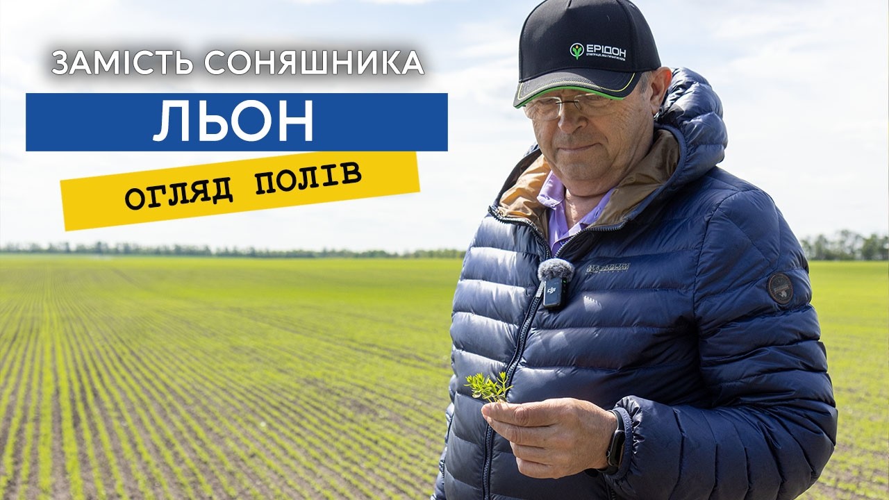 Льон замість соняшнику, пшениця колоситься, горох росте. Огляд полів.