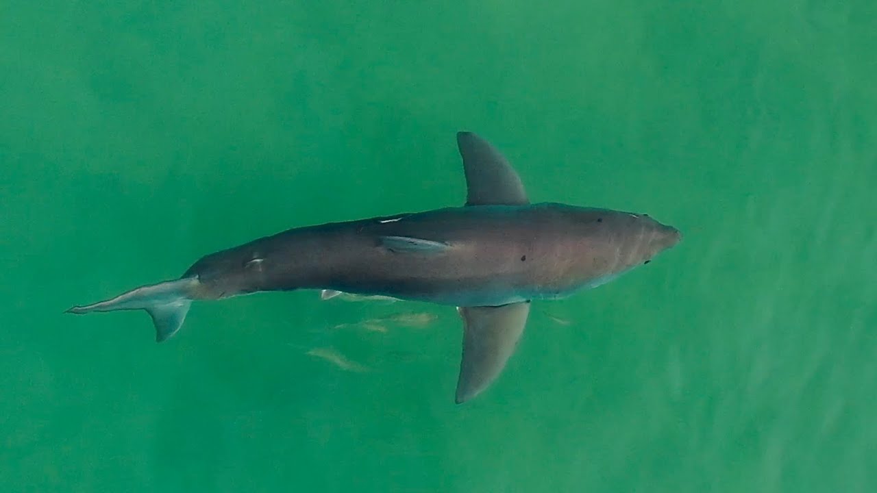 GREAT WHITE SHARK Drone observations