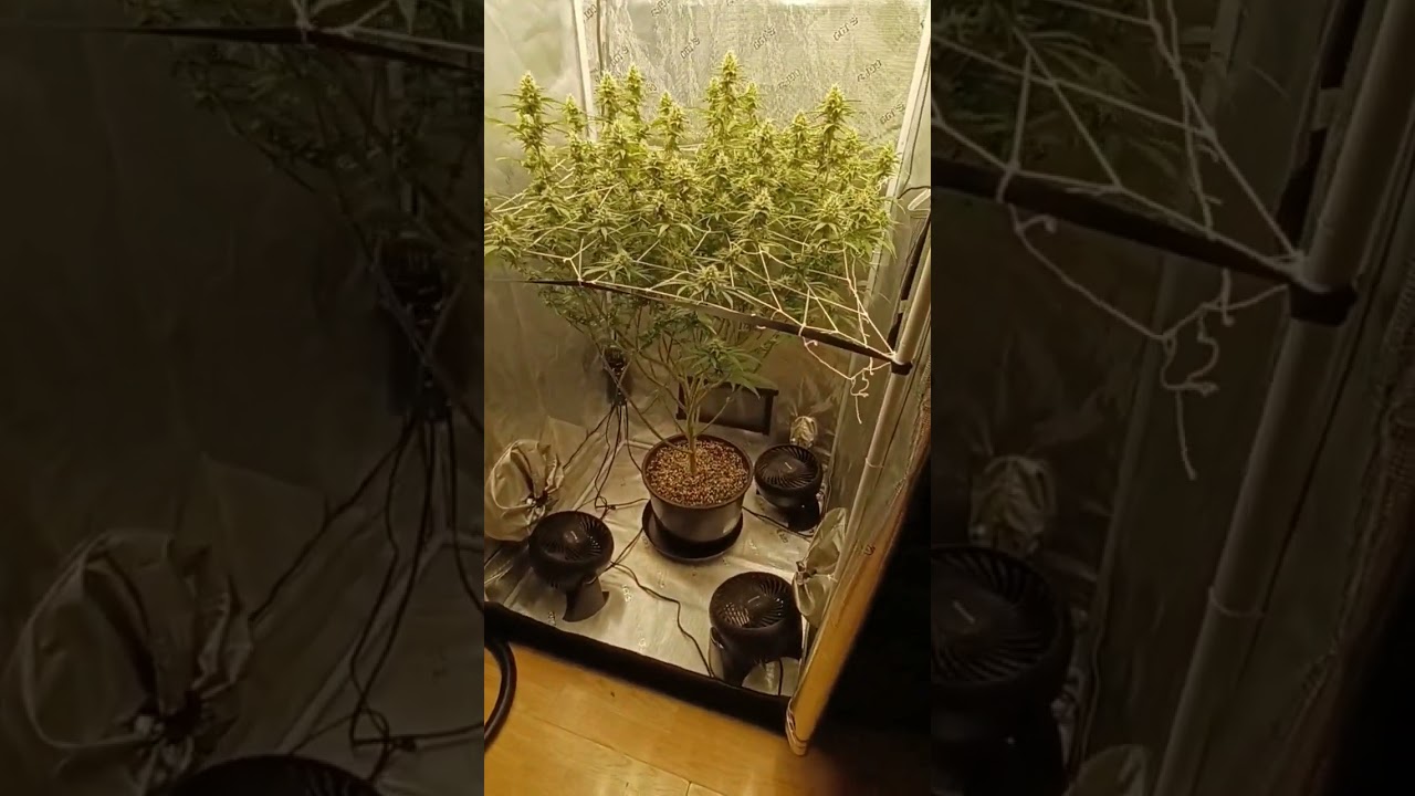 Blueberry Pancakes ~ AC Infinity Evo 6 ~ Advanced Nutrients ~ #nelly