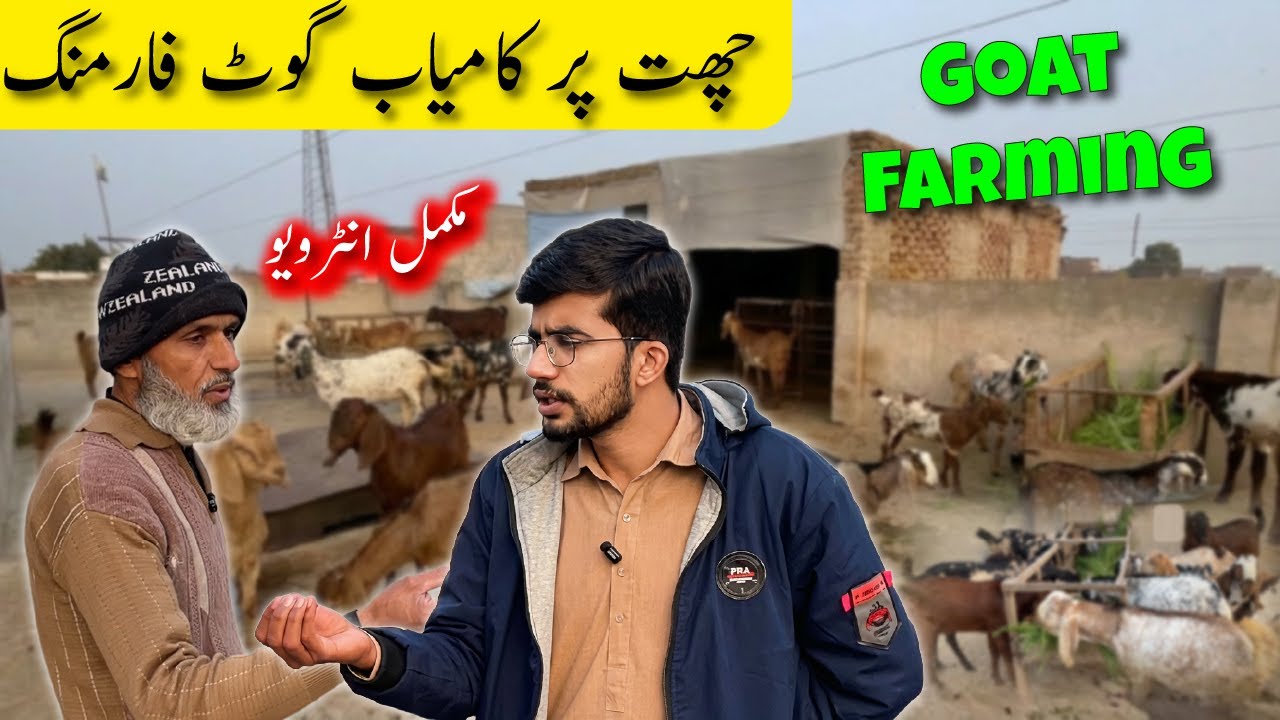 How to Start Goat Farming in Pakistan | Complete Beginner Guide 2026