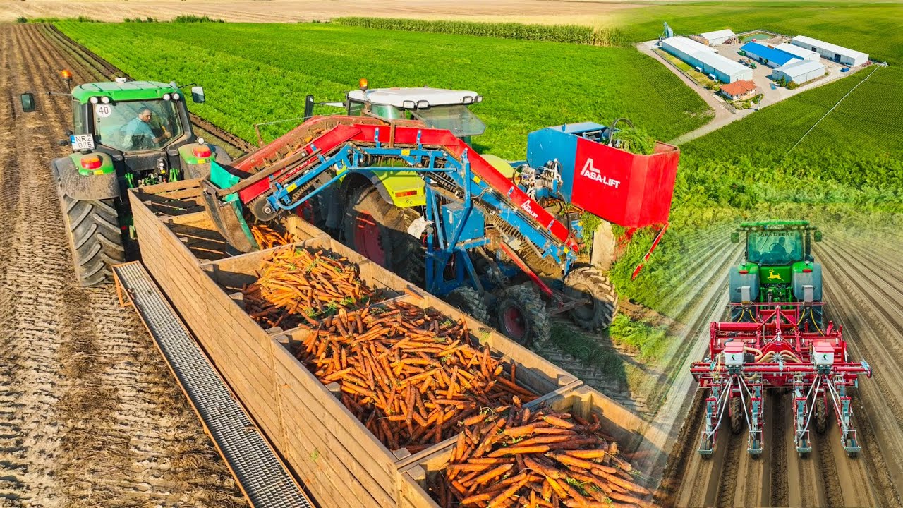 Sárgarépa vetés / feldolgozás | Carrot Harvesting | 8270R + Grimme + Asa-lift + Wyma | Szalai László
