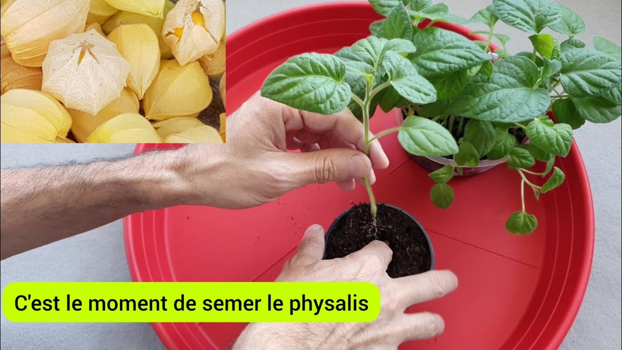 Le semis du physalis jusqu'au repiquage  2023