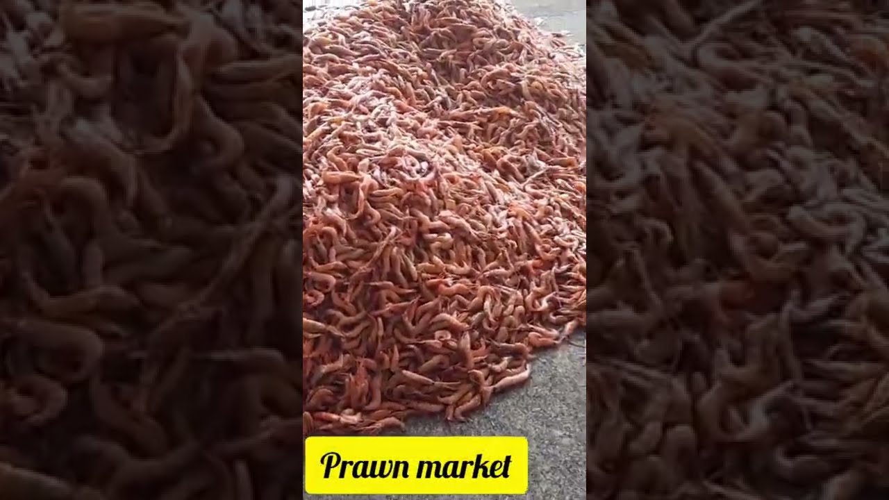 Shrimp & Prawn Market Paradeep Port India