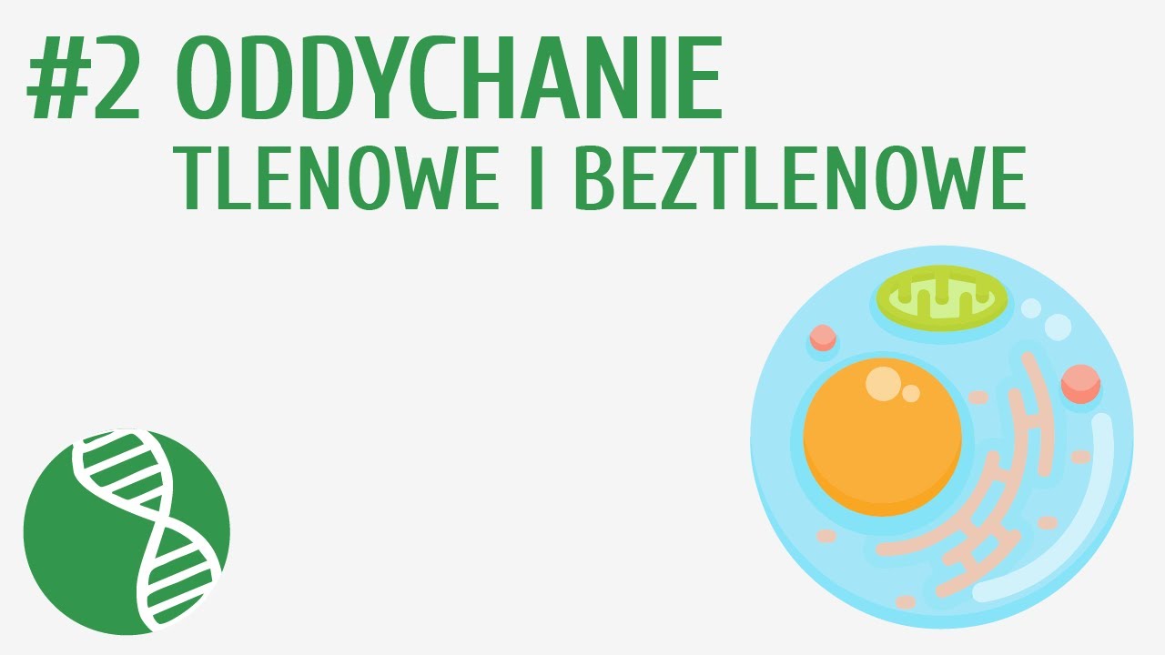 Oddychanie tlenowe i beztlenowe #2 [ Czynności życiowe organizm&oacute;w ]