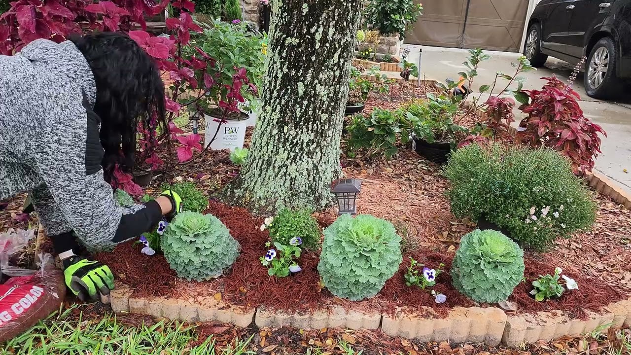 Planting Ornamental Kale/Cabbage, Pansies & Dianthus for the Winter Garden. Zone 9 #poinsettia