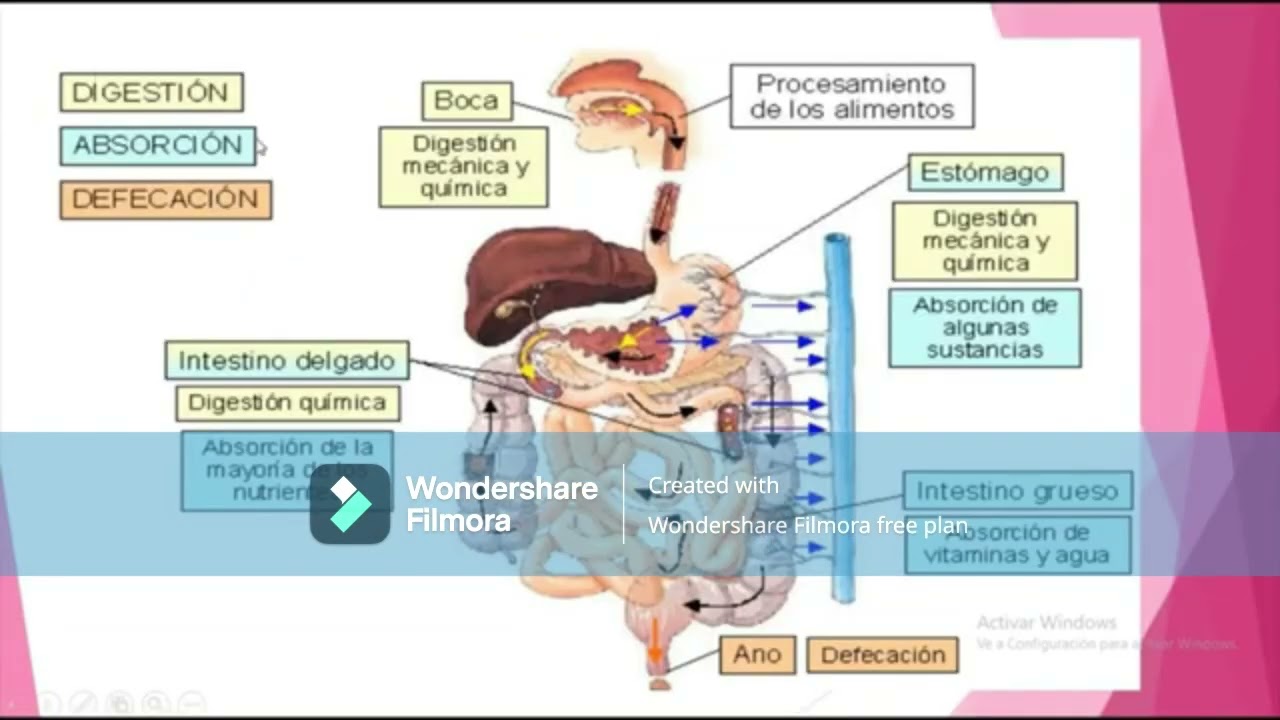 FISIOLOGÍA DE LA DIGESTIÓN