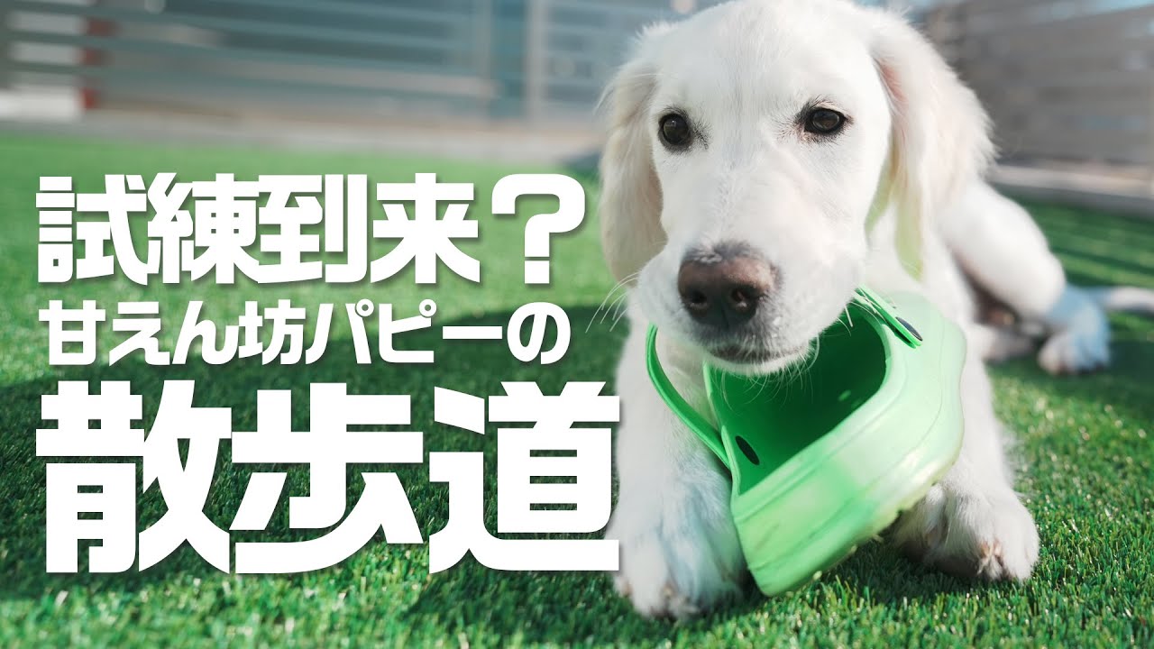【ドキドキ】ゴールデンレトリバーの子犬が味わう散歩での天国と地獄