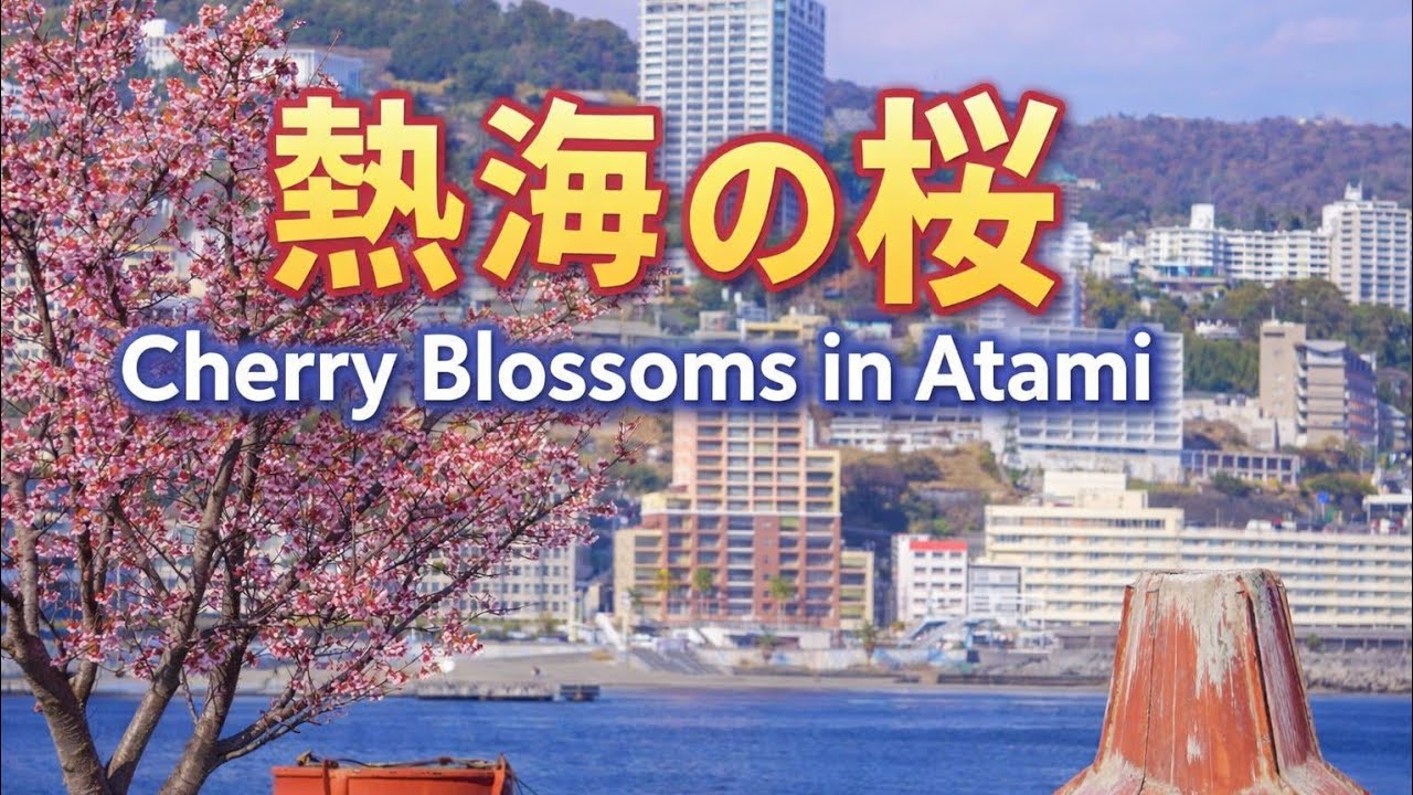 熱海の桜｜Atami Sakura – Spring Flowers by the Sea 🌸#japan #sakura #flowers #河津桜 