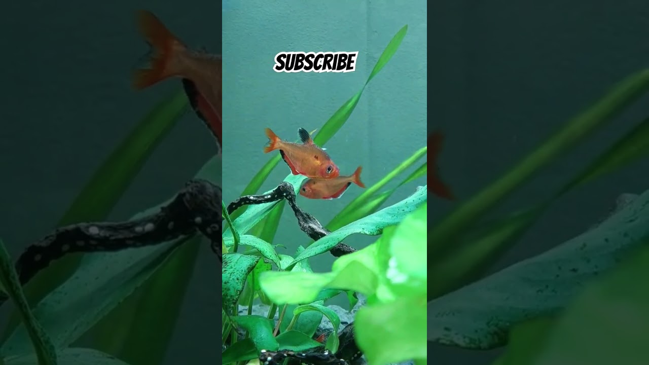 Red Tetra Fishes #fish #aquarium #fishtank #trending #viral #youtubeshorts #fishlover #tetrafish