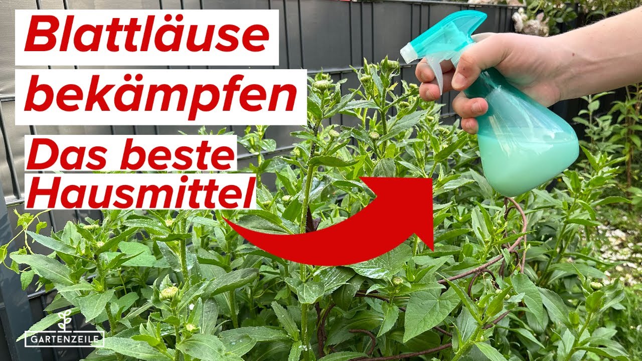 Wundermittel gegen Blattl&auml;use &ndash; Schnell & effektiv! Ganz einfach selber mischen!