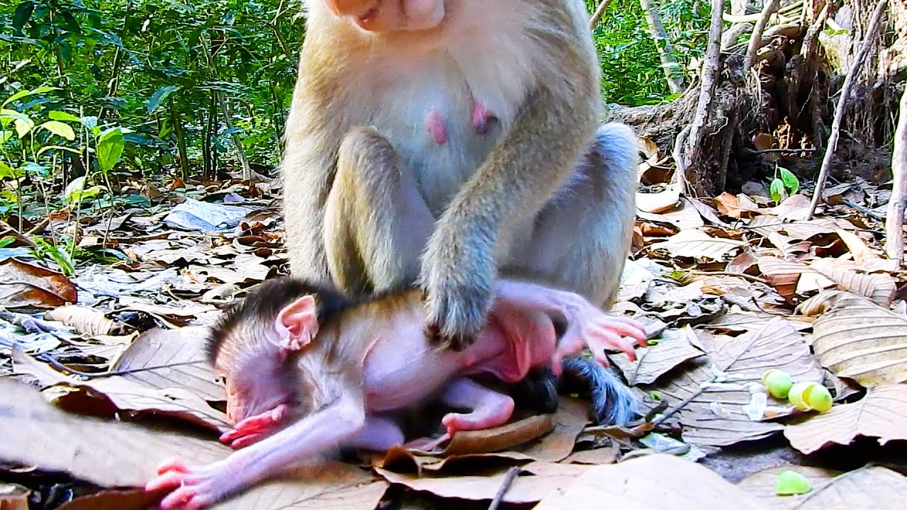 OH What A Lovely! This Is Very Curious Action Of Tiny Baby Evian Learn How To Walk Upside Down