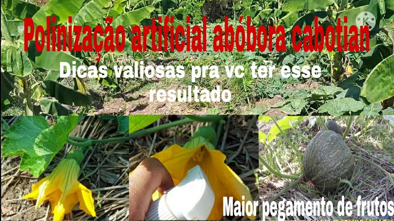 Como fazer polinização artificial abóbora japonesa,cabotian + mostrando a evolução do bananal