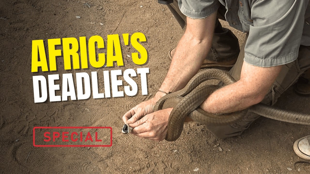 Catching South Africa's most deadly snakes
