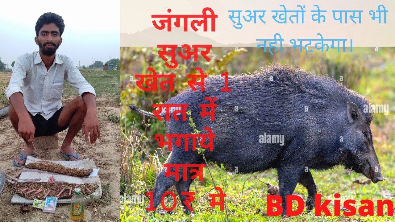 जंगली सुअर खेत से 1 रात मे भगाये मात्र 10₹ मे।जंगली जानवर से खेत की सुरक्षा।#maizecultivation