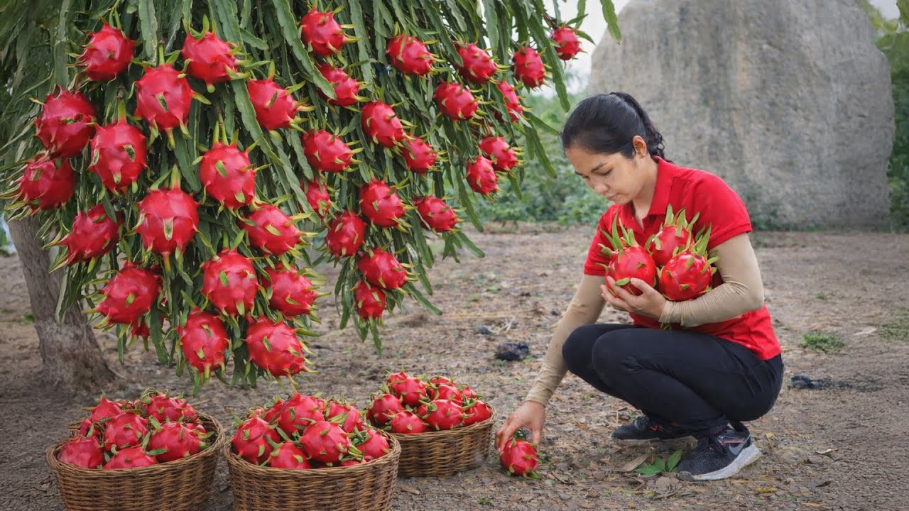 Harvesting 1000 + Kg Ripe Red-Fleshed Dragon Fruit To Sell At Market | Tieu Ca Free Bushcraft