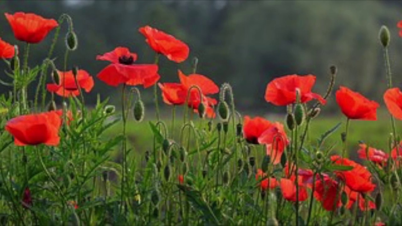 Remembrance Day Child