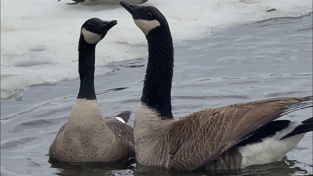 Several Groups Taking Off Within The Late, Mating Activity March 8, 2026