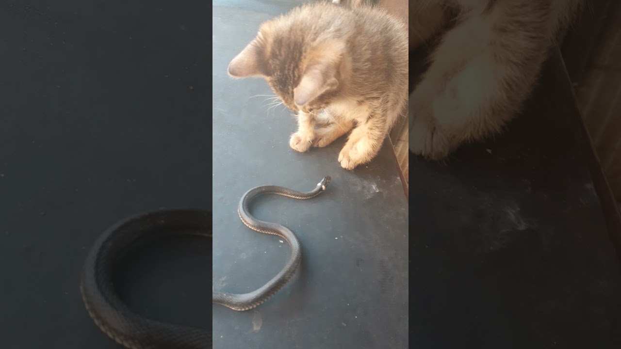 Pisicuta inteligenta joaca cu șarpele