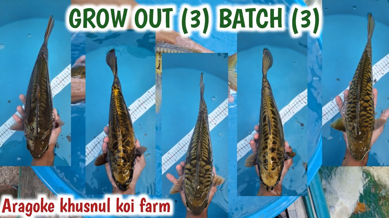 SISA 1 BULAN LAGI SEBELUM PENJURIAN❗️Update grow out aragoke ke 3 batch 3 | Khusnul koi farm