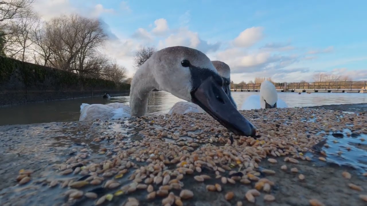 Relaxing.Swans and Geese nature video  from Wicksteed Park Kettering Northamptonshire.