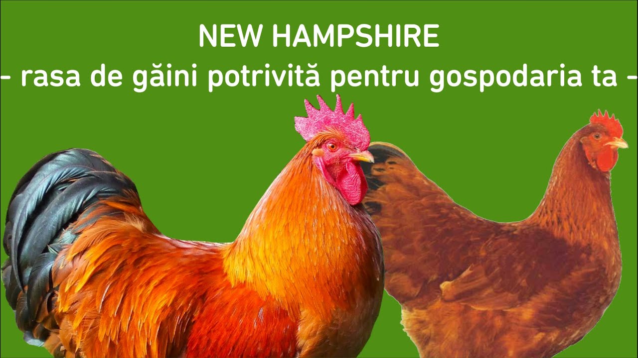 NEW HAMPSHIRE - găini rustice, pot fi crescute oriunde si de oricine 