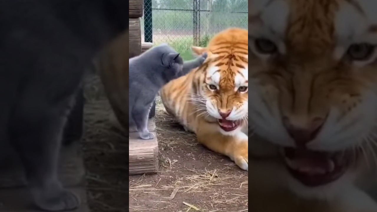 Zabawny kot głaszcze przerażającego złotego tygrysa! 🤣🐾 #śmiesznezwierzęta