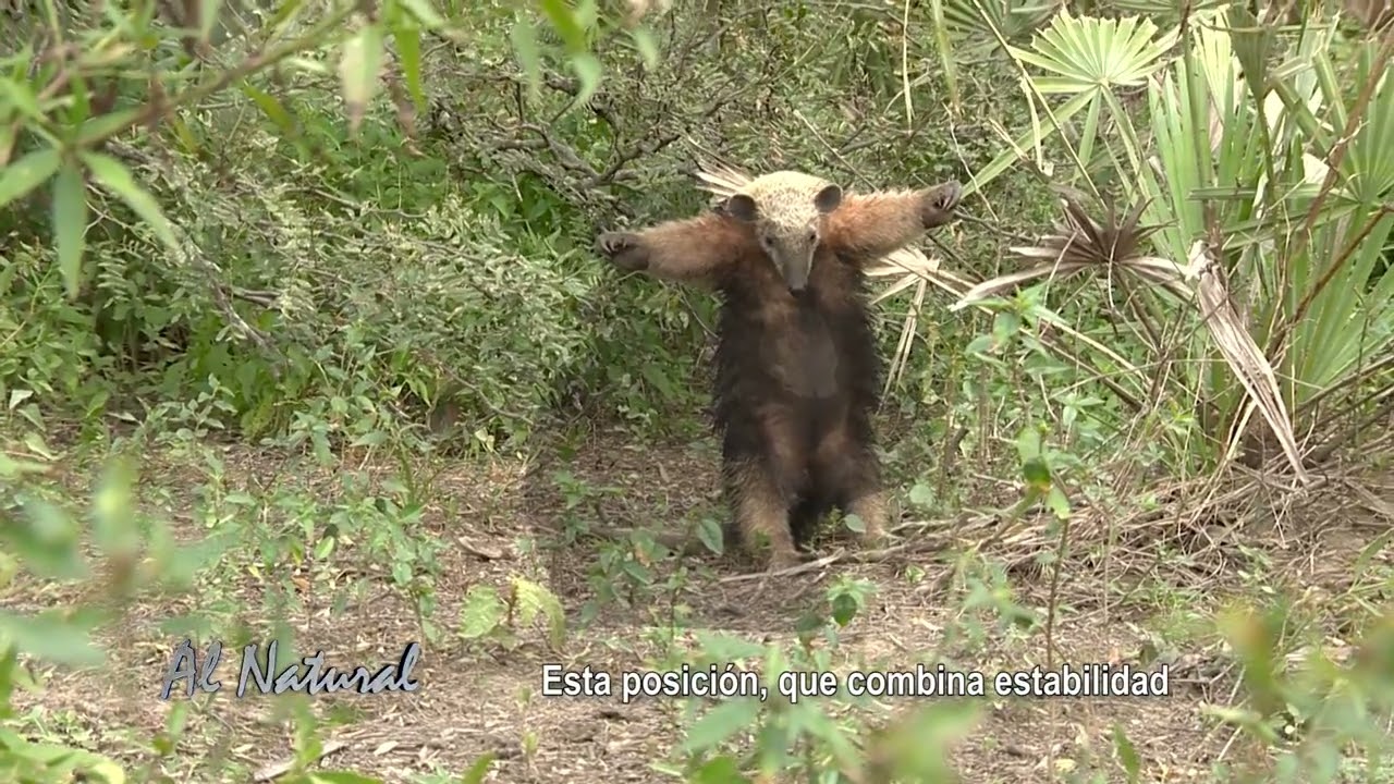 Al Natural: Monjita blanca, kaguaré y taguato hũ