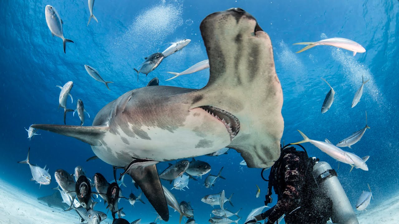 Diving with Great Hammerheads | Bimini, Bahamas
