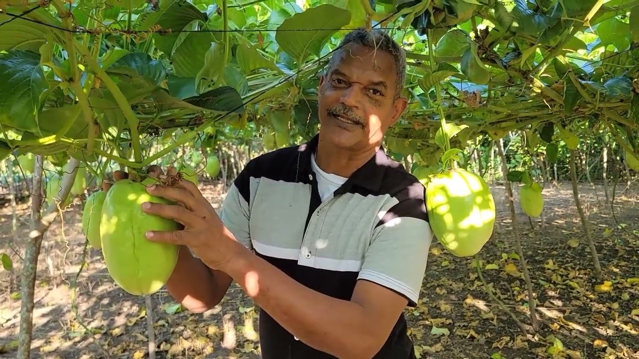Cultivos, siembra y cosecha de Granadillos en República Dominicana