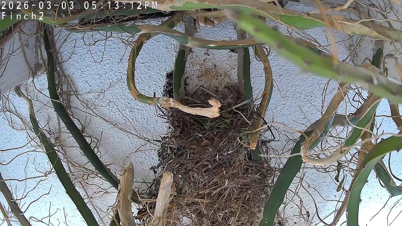 Finch Cam 2 at Painted Peacock Manor