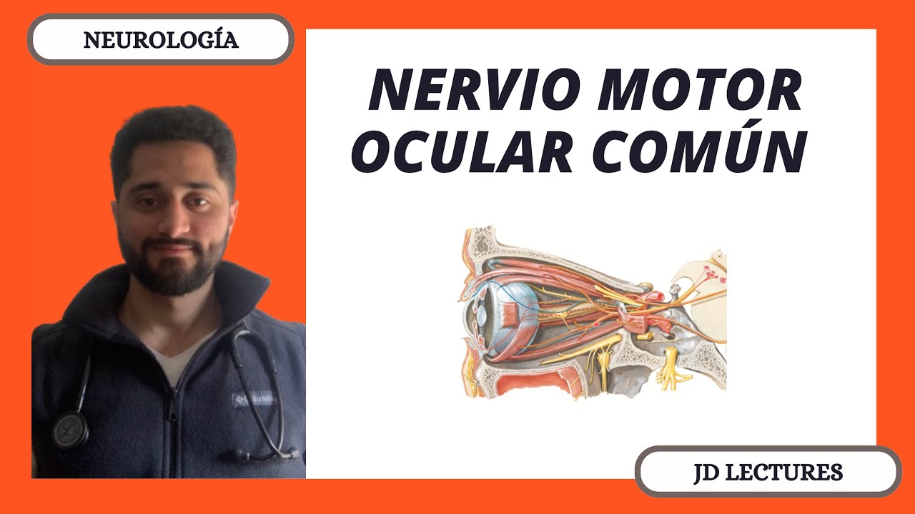 NERVIO OCULOMOTOR | TERCER PAR CRANEAL | NEUROLOGÍA