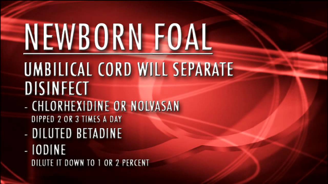 Newborn Foal Care