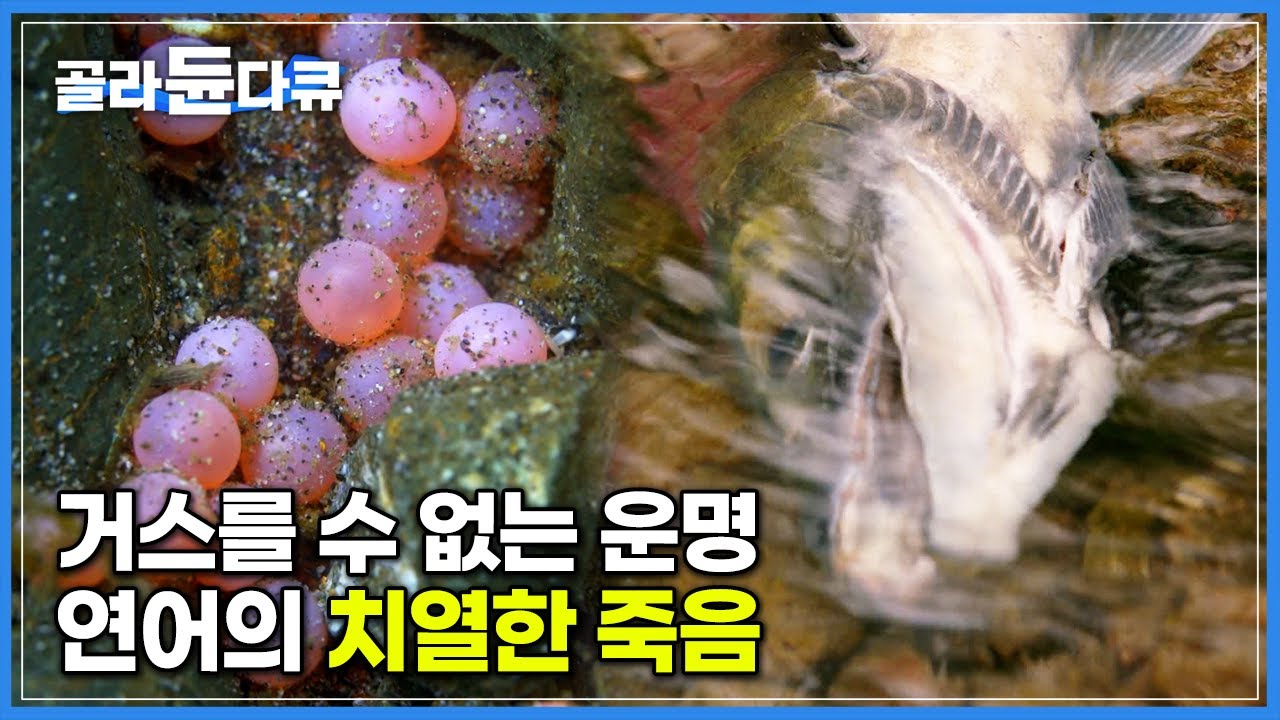 상처투성이 몸을 이끌고 거꾸로 강을 거슬러 오르는 연어의 거스를 수 없는 운명│산란을 위해 목숨 바치는 연어의 고단한 여정│자연의 섭리│다큐프라임│#골라듄다큐
