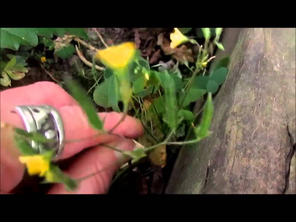 WILD EDIBLE PLANTS WOOD SORREL