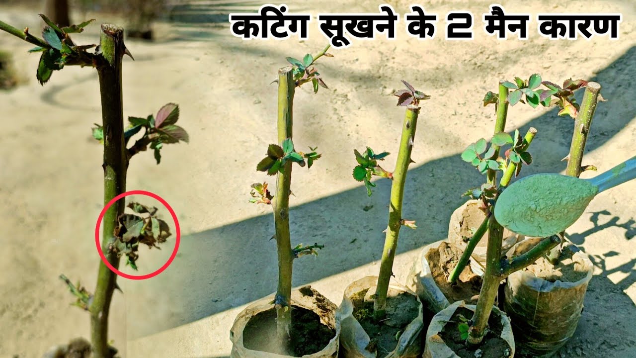 गुलाब की कटिंग क्यों सूखती है और कैसे बचाए ।। Die back problem solution