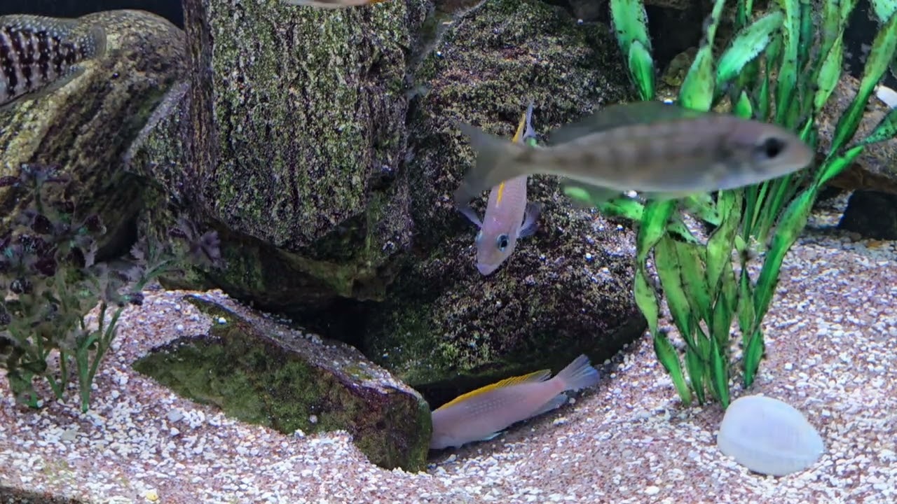 Cichlid Nesting/Spawning Behavior