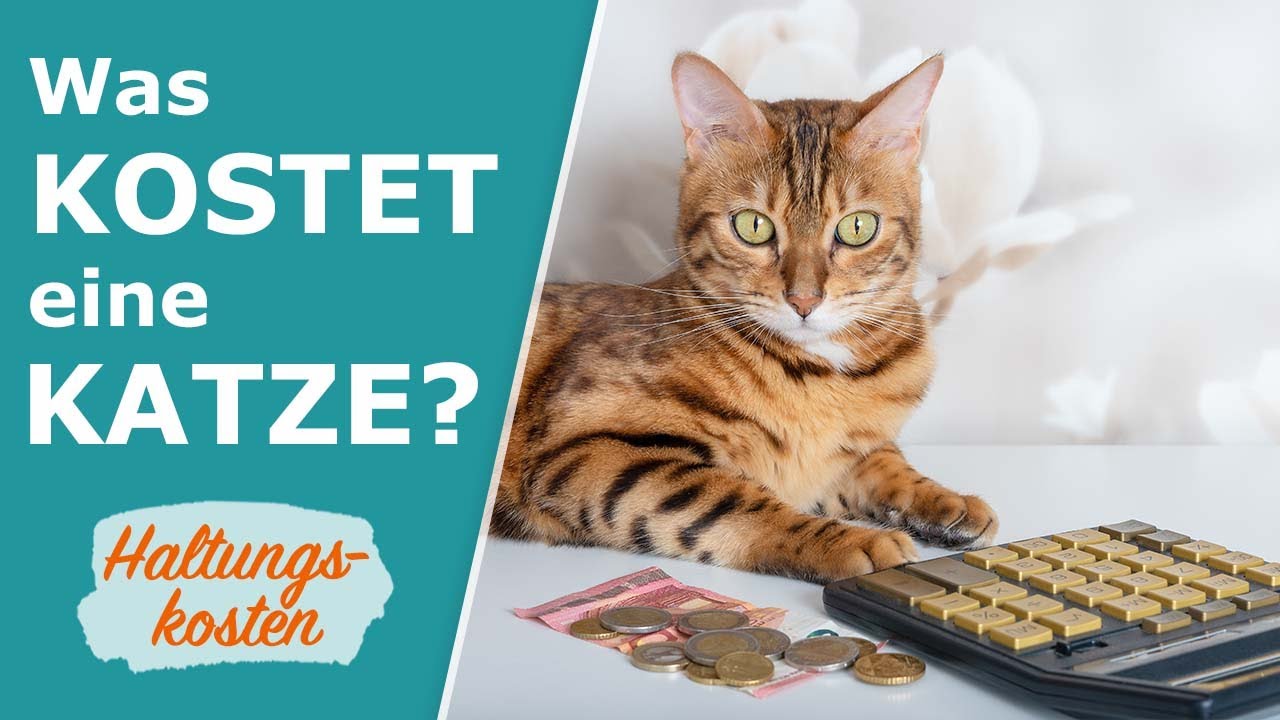 Wie viel kostet eine Katze im Jahr? 🐈  Haltungskosten | Tierarztkosten | Futterkosten