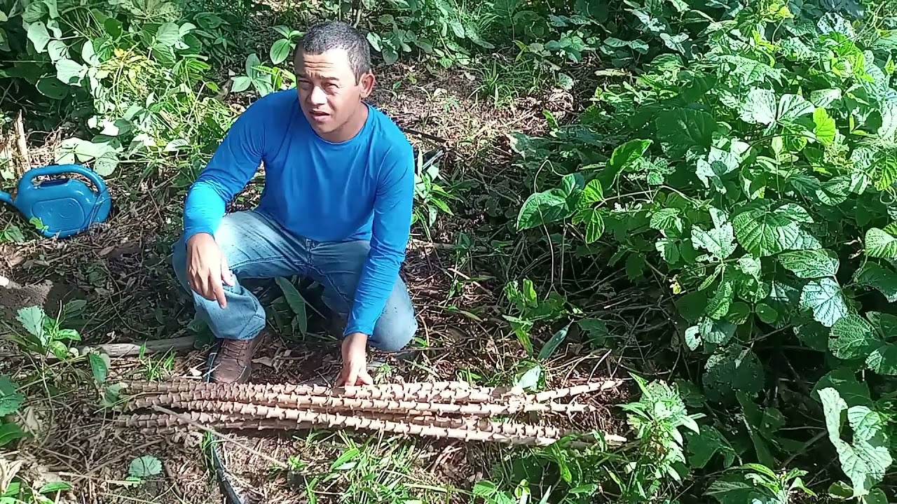 COMO SELECIONAR E CONSERVAR MANIVAS/SEMENTES DE MANDIOCA/MACAXEIRA.