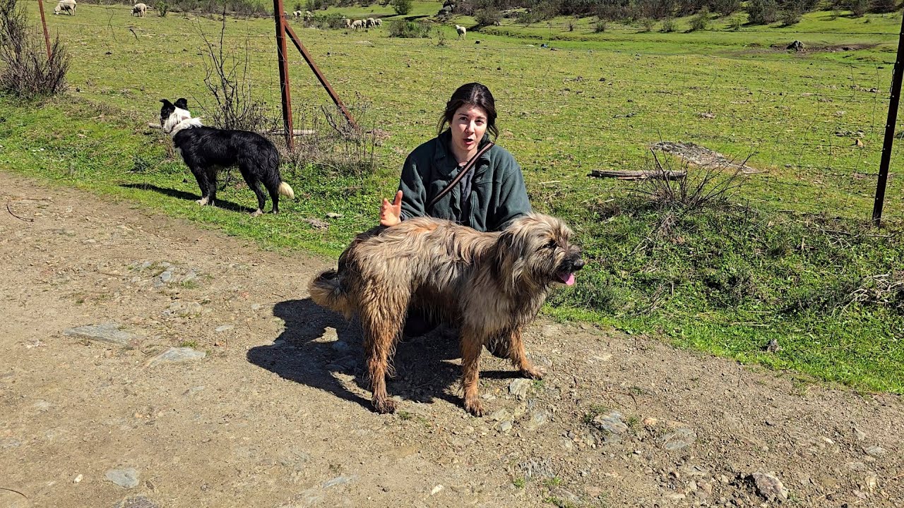Me preguntan qué perro es mejor, antes no había estas pamplinas