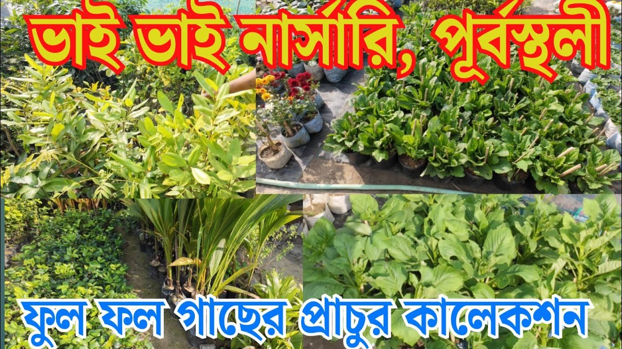 পূর্বস্থলী নার্সারি মার্কেট | নার্সারিতে ফুল ও ফল গাছের অসীম ভান্ডার | Plant Nursery Market Kolkata