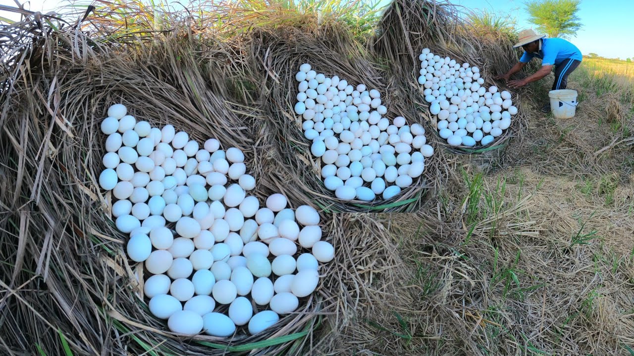 OMG  ! Picking duck eggs in the lemongrass fields near the road is plentiful.