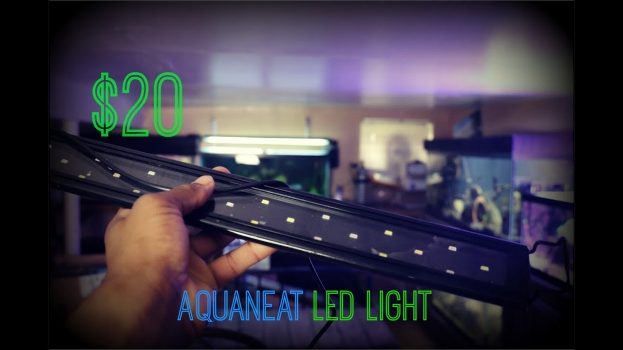 The $20 Aquarium Light| Aquaneat LED