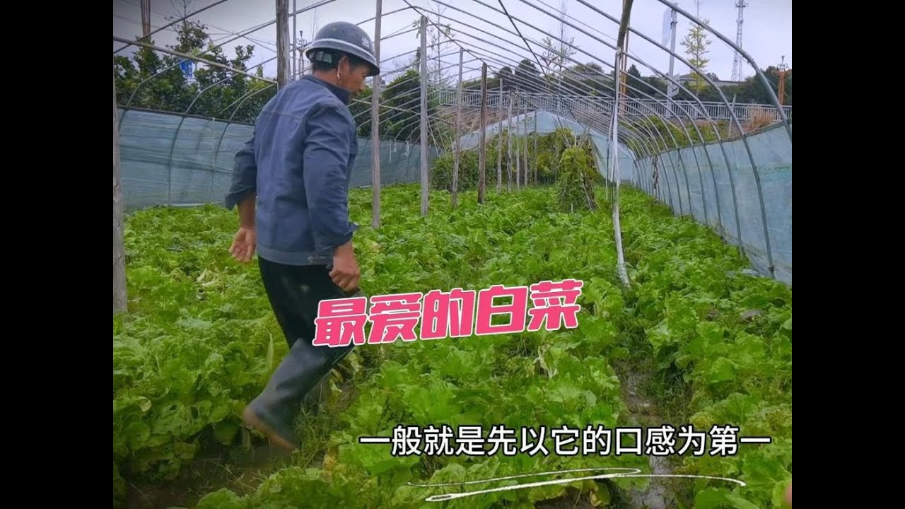 又到叶菜丰收季，本地人最喜欢的白菜之一，从小吃到大离不开了！