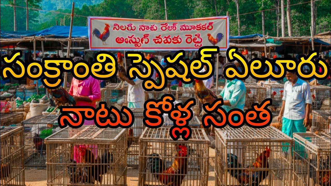 సంక్రాంతి స్పెషల్ ఏలూరు నాటు కోళ్ల సంత || #viral #trending #entertainment #vlog #youtube #new 