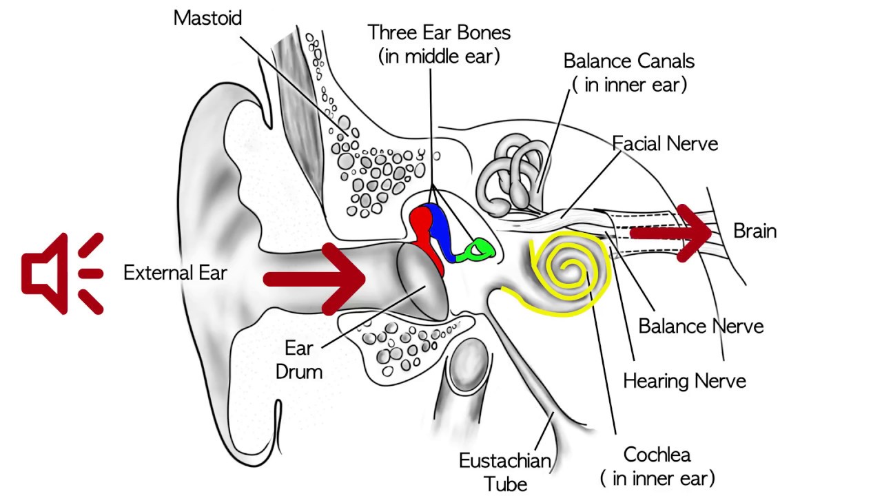 Hearing Loss Due to Aging- A Common Problem