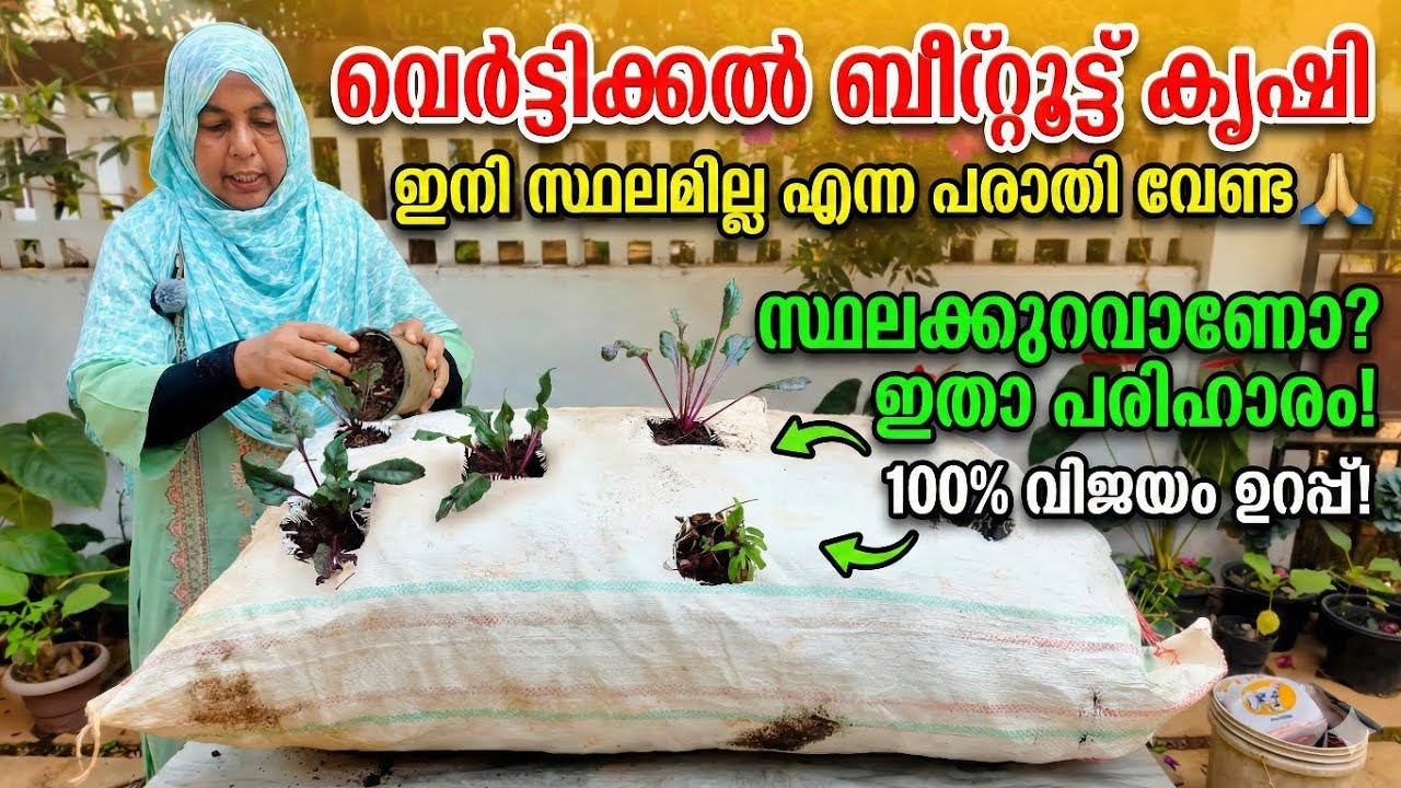 വെർട്ടിക്കൽ ബീറ്റ്റൂട്ട് കൃഷി  ഇനി സ്ഥലമില്ല എന്ന പരാതി വേണ്ട 🙏🏻