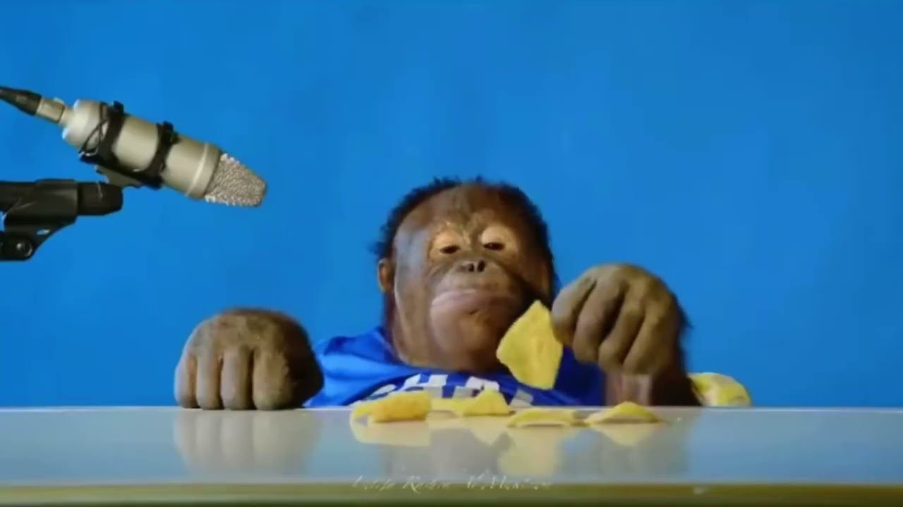 Orangutan asmr but stuck in table flipping hell