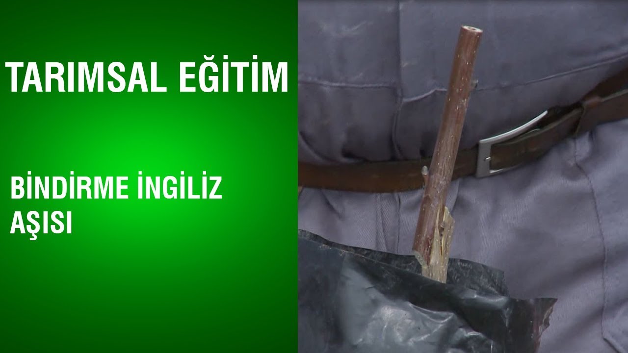 Tarımsal Eğitim - Bindirme İngiliz Aşısı