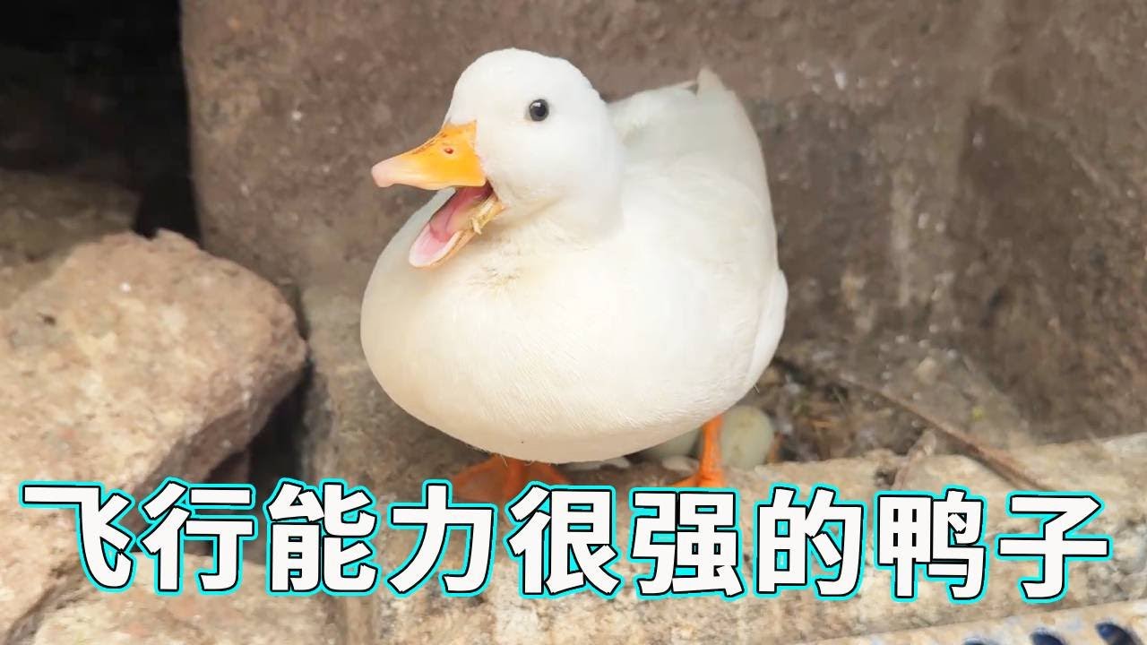 不得了的小鸭子，不仅喜欢咬人飞行能力也是一绝，根本抓不到啊！