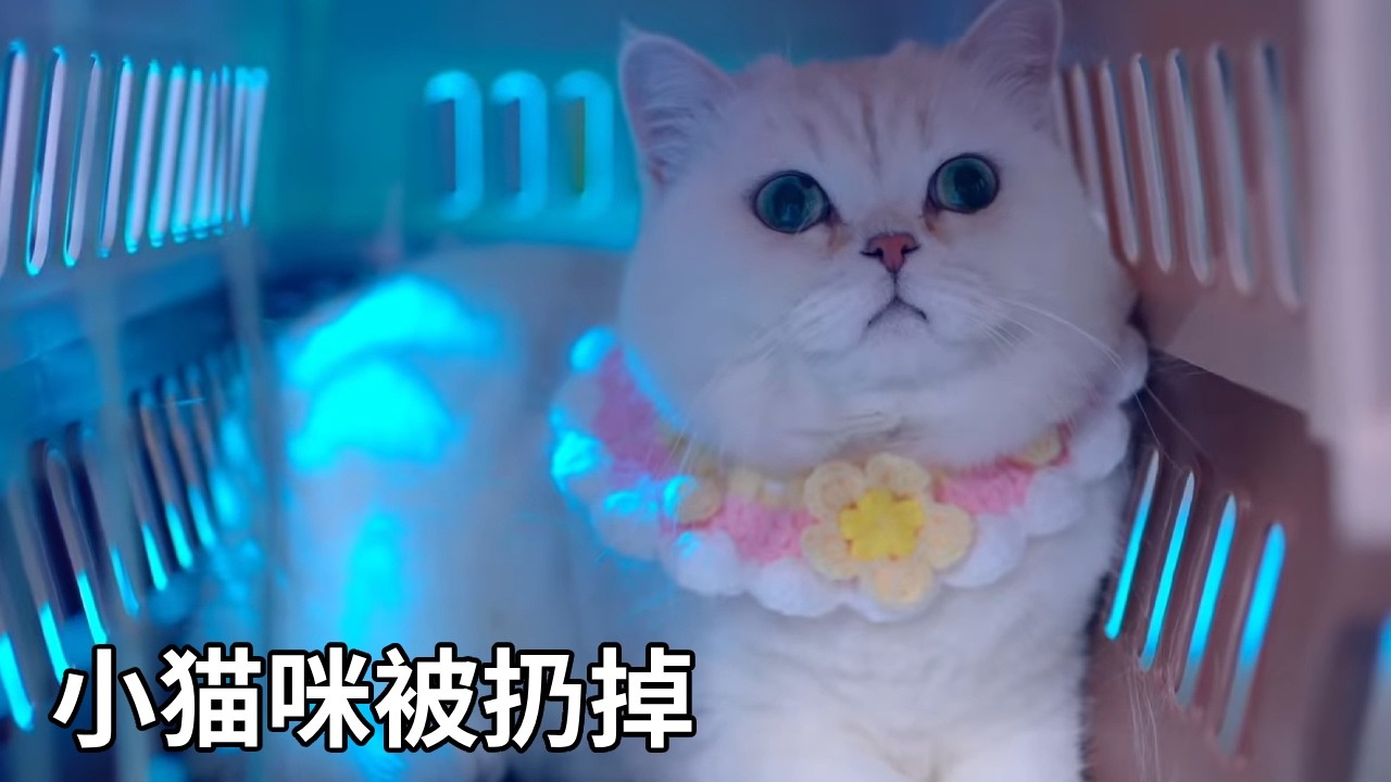 拆家捣乱的坏猫，被主人扔掉【七宝小圆子】